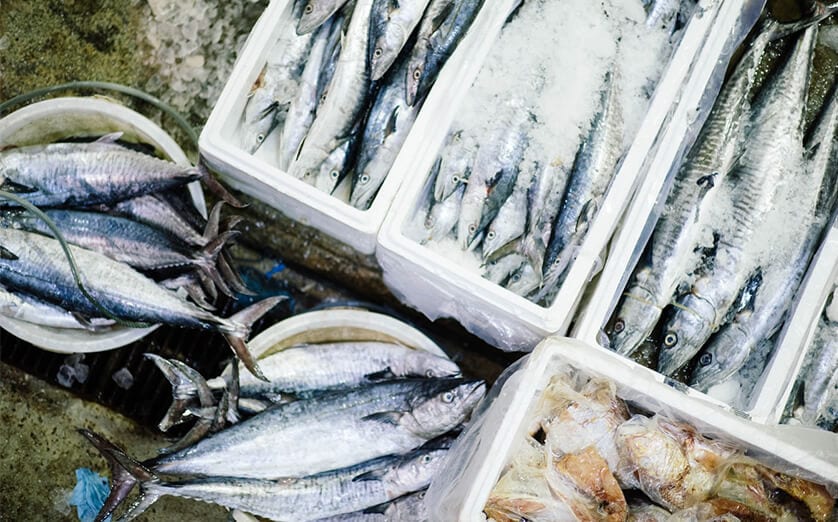 Sultan Rashid Abdullah Rashid Al Shene — iced catch