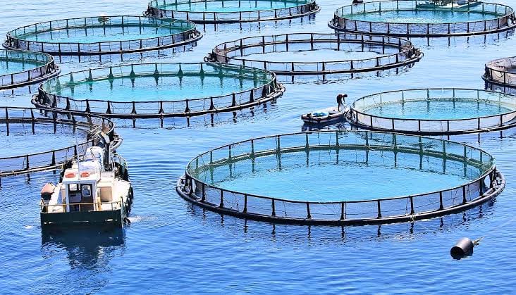 Sultan Rashid Abdullah Rashid Al Shene — offshore cages